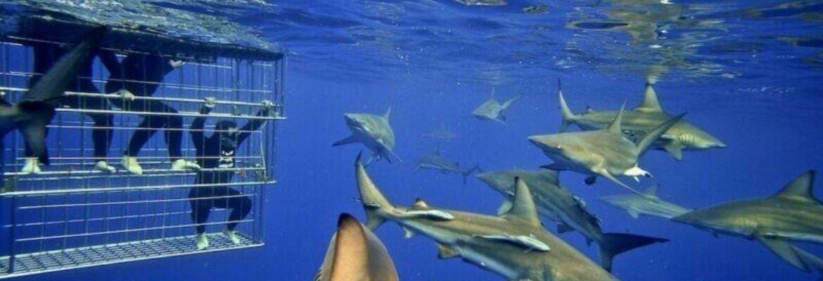 Shark Cage Diving KZN