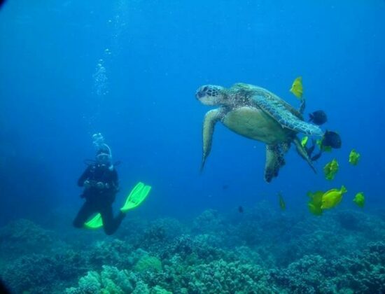 Kohala Divers, Ltd.