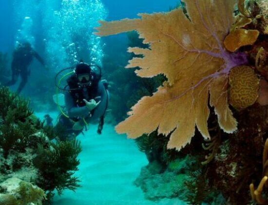 Blue Water Divers & Watersports Limited
