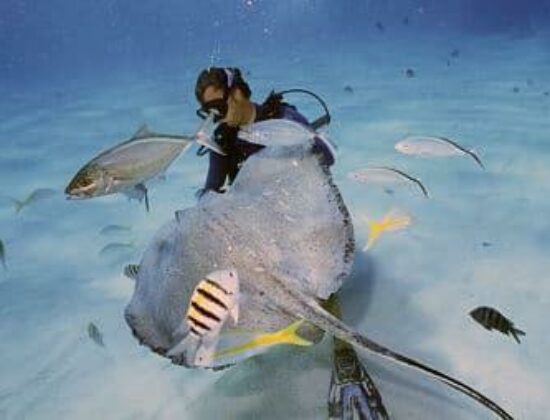 Don Foster’s Dive Cayman, Ltd.