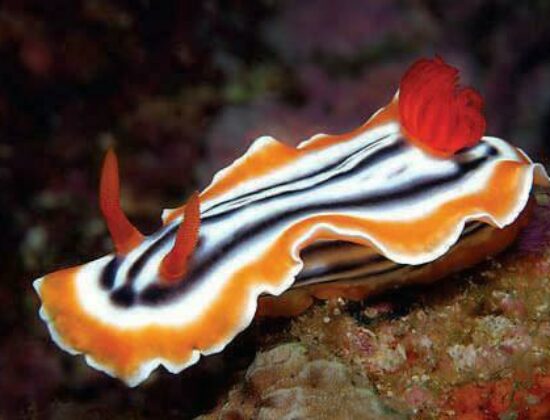 Beach Cities Scuba Center