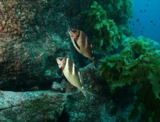 Paihia Dive