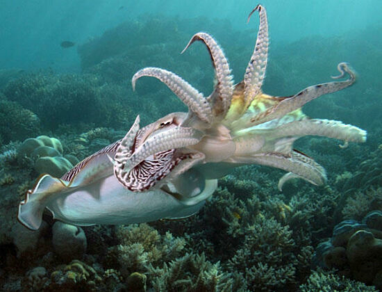 Neco Marine Dive Center