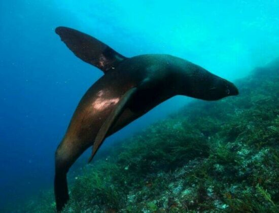 Paihia Dive
