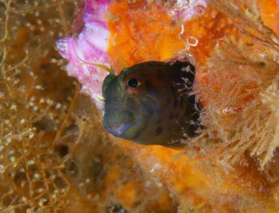 Scubatech of NW Florida
