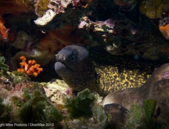 Divewise