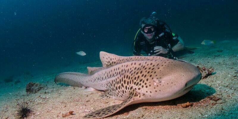 Sea Fun Divers Co Ltd