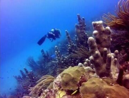 Sea Ventures Dive Center