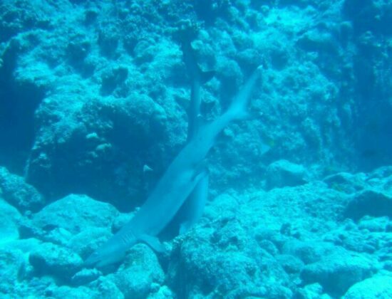 Dive Saipan