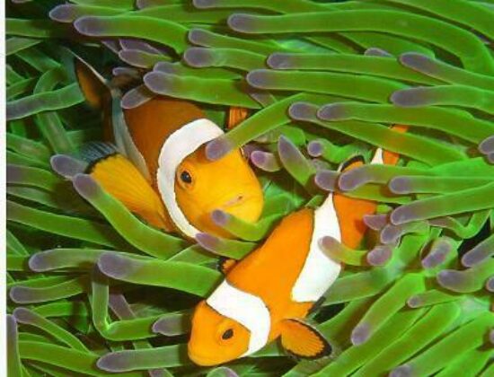 AquaMarine Diving – Bali