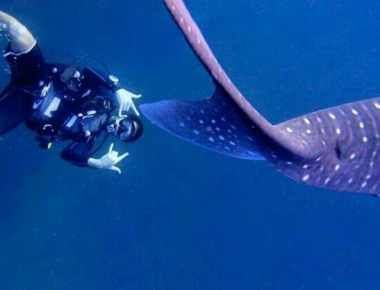 Coral Grand Divers