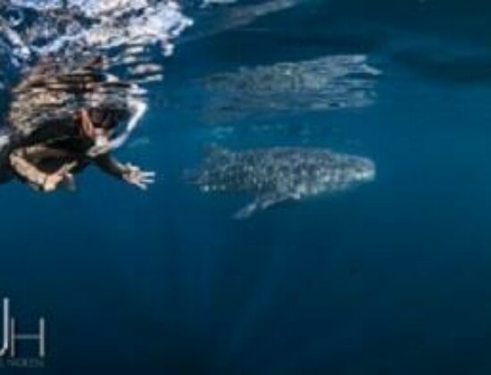 Exmouth Diving & Whaleshark Centre