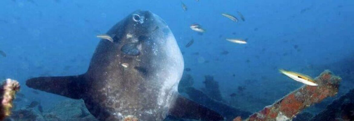 Euro-Divers Cala Joncols