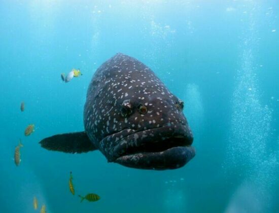 Exmouth Diving & Whaleshark Centre