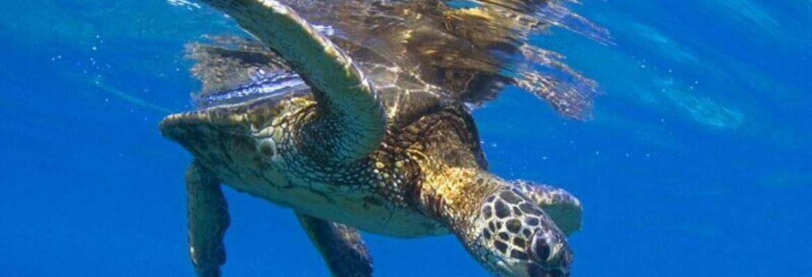 Kona Honu Divers, Inc.