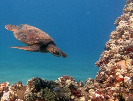 Maui Dreams Dive Co.