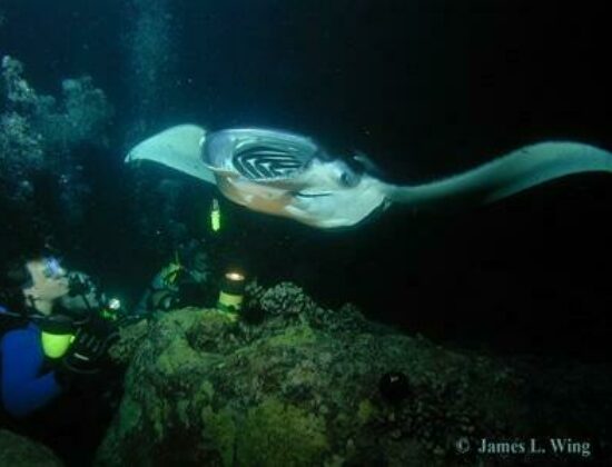 Manta Ray Dives of Hawaii