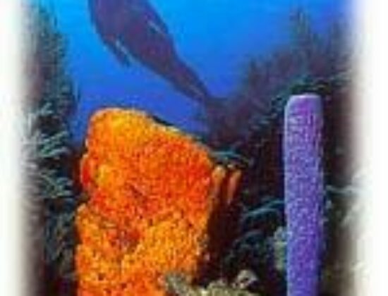 Toucan Diving