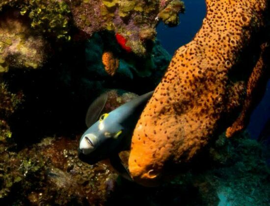 Helena Scuba