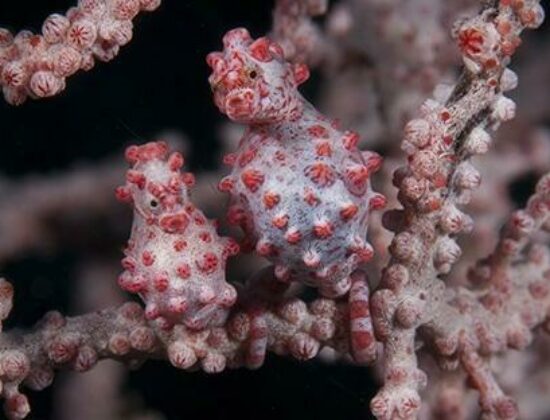 Wakatobi Dive Resorts
