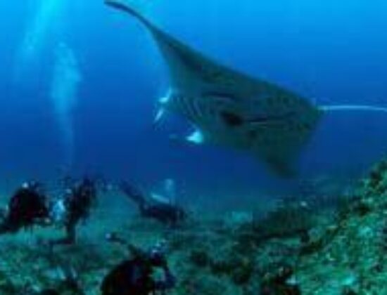 Dive and Photo