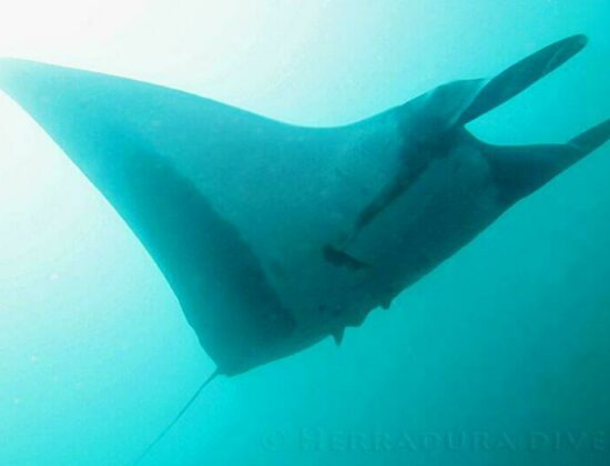 Herradura Divers Ltda