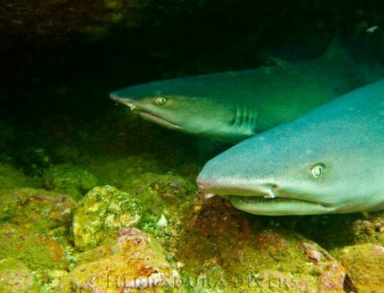 Herradura Divers Ltda