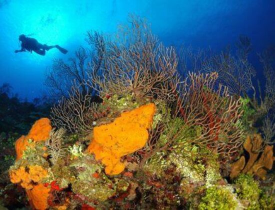 Lobster Pot Dive Center