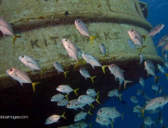 Lobster Pot Dive Center