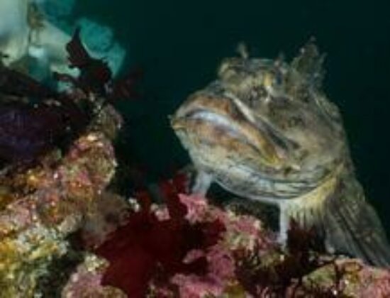 Seattle Scuba Schools