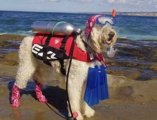 Oceanside Scuba and Swim Center
