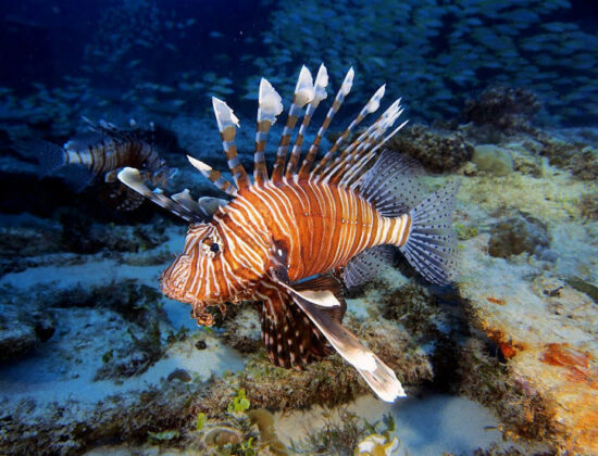 Euro-Divers Club Med La Pointe