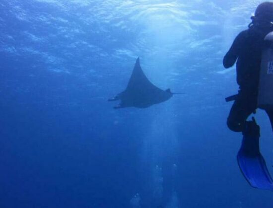 Joe’s Gone Diving
