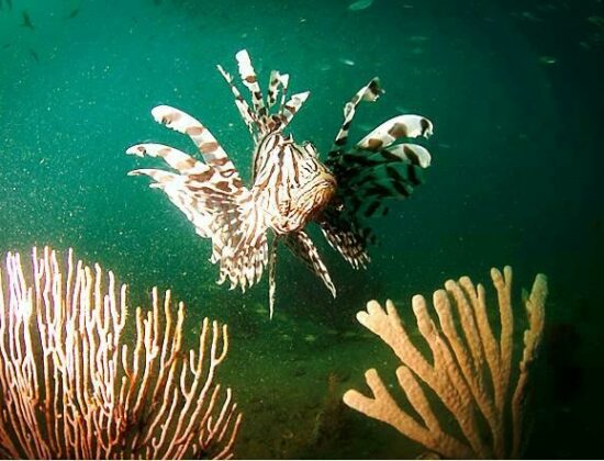 Ningaloo Pearls Pty Ltd