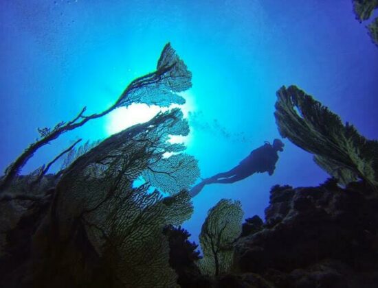 Euro-Divers Club Med La Pointe