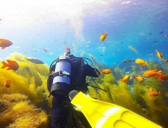 Signature Scuba