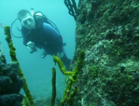 Coiba Dive Center S.A.