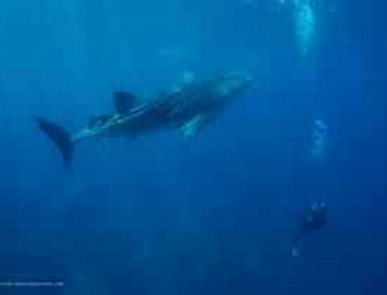Cortez Expeditions