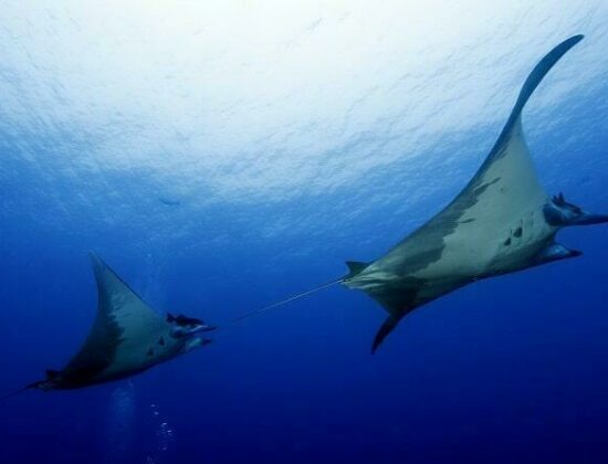 Best Spot Azores Dive Center