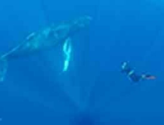 Cortez Expeditions