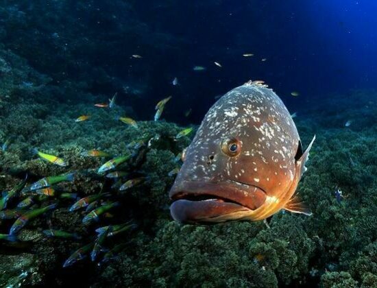 Best Spot Azores Dive Center