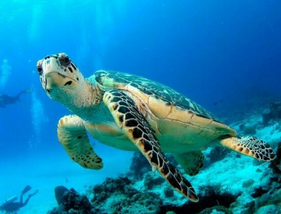 Ocean Turtle Diving Limited