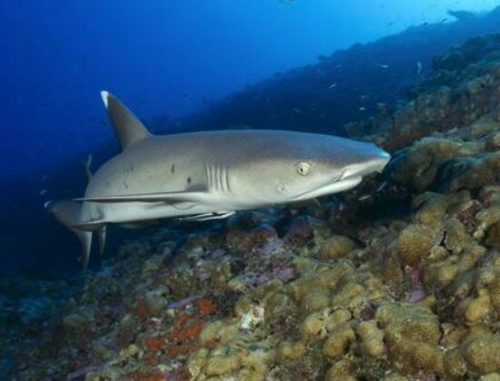 Just Diving Limited
