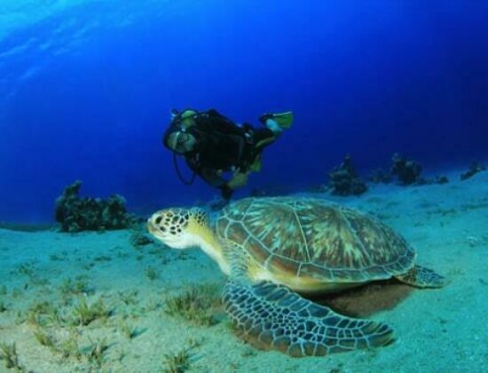 Just Diving Limited