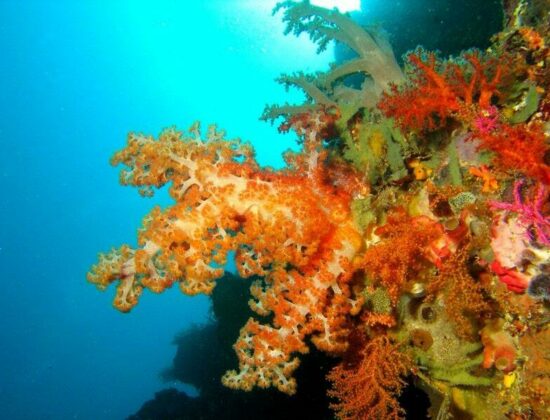 Dive Timor Lorosae