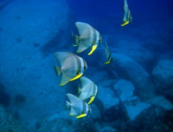 BB DIVERS