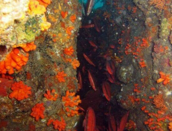 Temple Adventures Divers India