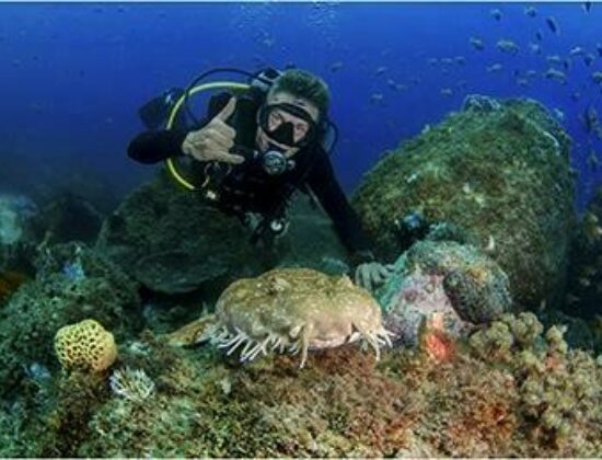 Brisbane Dive Academy