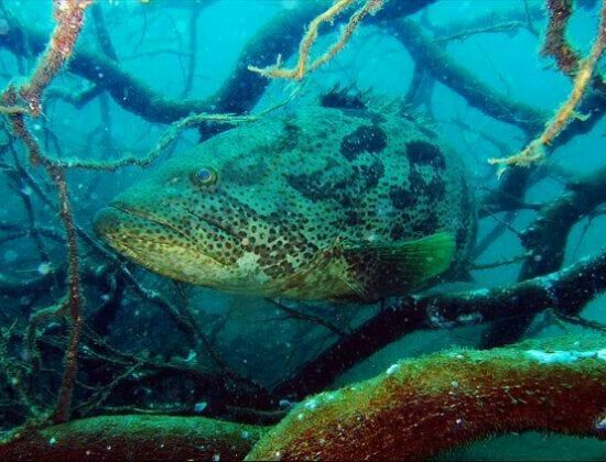 Temple Adventures Divers India