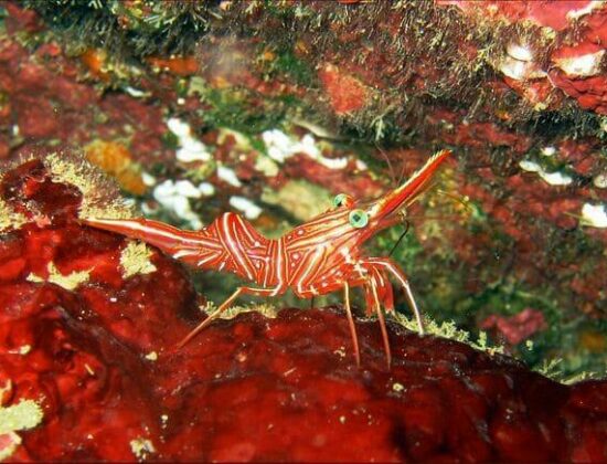 Temple Adventures Divers India